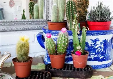 C&oacute;mo colocar las plantas en casa