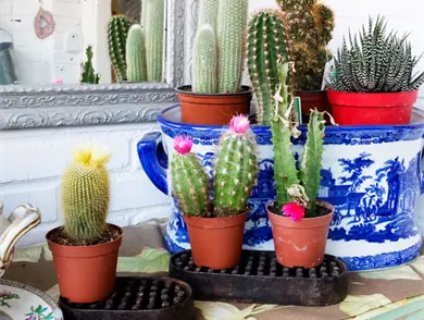 C&oacute;mo colocar las plantas en casa