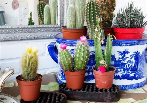 Cómo colocar las plantas en casa Cómo colocar las plantas en casa