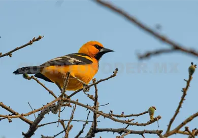 El Ocote, paraíso de aves El Ocote, paraíso de aves