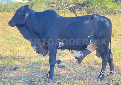 Inicia proyecto para repartir sementales Inicia proyecto para repartir sementales