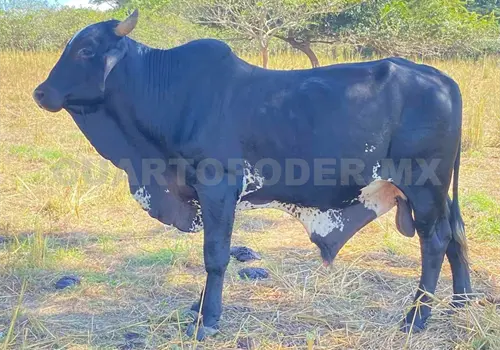 Inicia proyecto para repartir sementales Inicia proyecto para repartir sementales