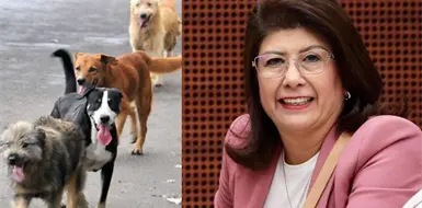 Exalcaldesa de Morena reconoce sacrificio de 10 mil perros