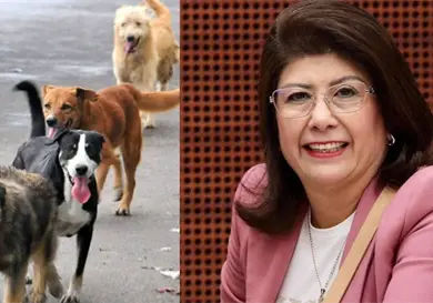 Exalcaldesa de Morena reconoce sacrificio de 10 mil perros