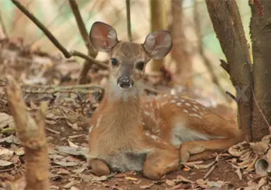 Poblaci&oacute;n de venados ha disminuido
