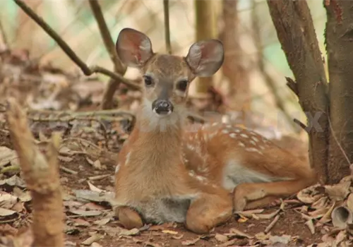 Poblaci&oacute;n de venados ha disminuido