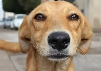 Reconocen al perro Caramelo como raza nacional