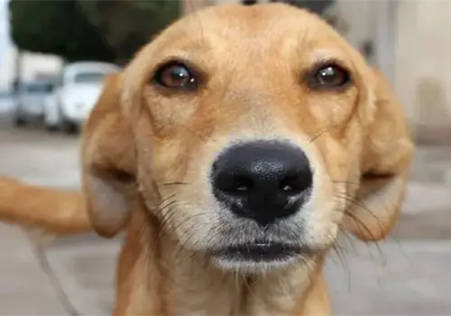 Reconocen al perro Caramelo como raza nacional