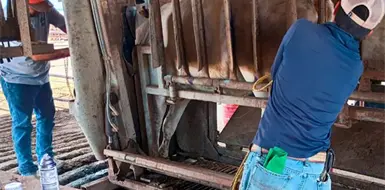 Activan cercos sanitarios por casos de barrenador