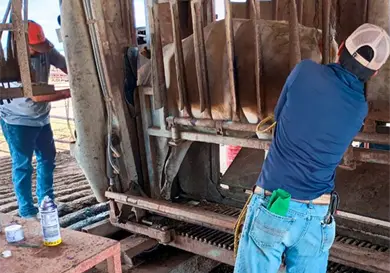 Activan cercos sanitarios por casos de barrenador