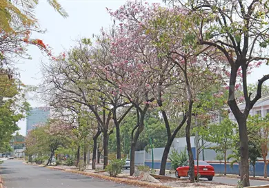 Anuncia matilisguate temporada de sequ&iacute;a