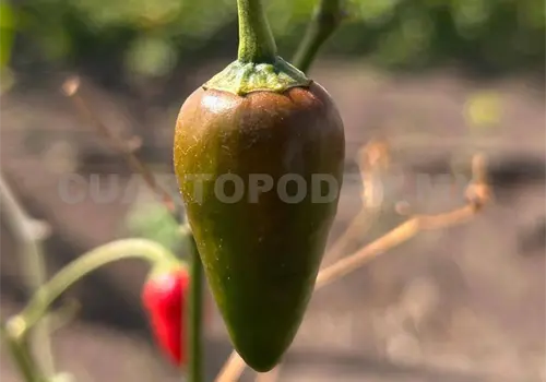 Chimborote, el chile de Chiapas