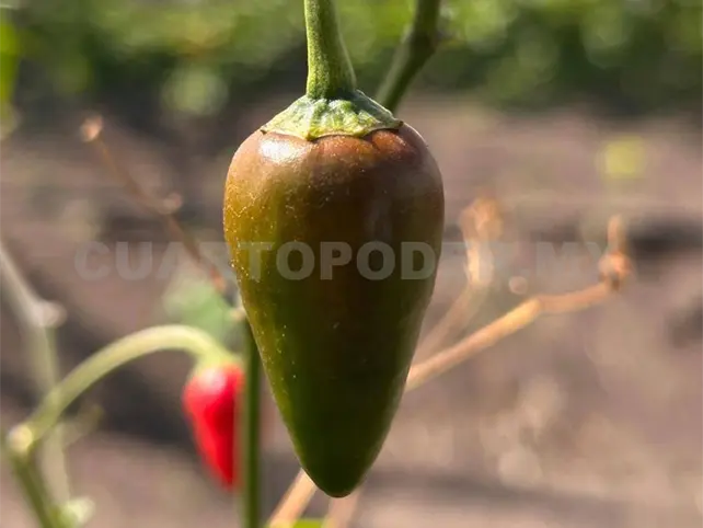 Chimborote, el chile de Chiapas