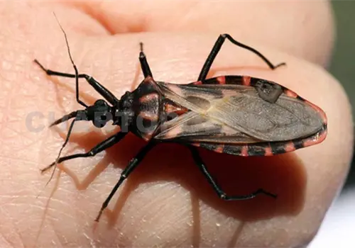 Enfermedad de chagas, dif&iacute;cil de diagnosticar