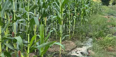 Productores de ma&iacute;z sin los apoyos prometidos