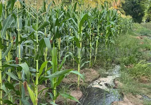 Productores de ma&iacute;z sin los apoyos prometidos