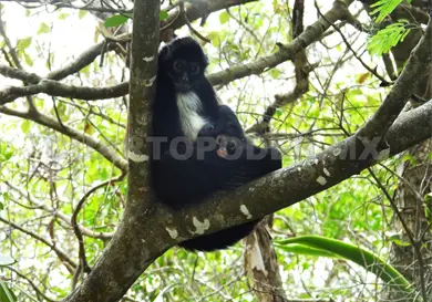 Aumenta poblaci&oacute;n de mono ara&ntilde;a en el Ca&ntilde;&oacute;n del Sumidero