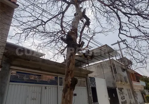 Piden apoyo por &aacute;rbol a punto de colapsar