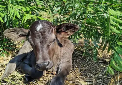 Posible incremento de GBG por las lluvias