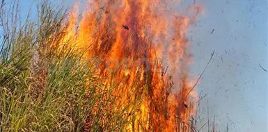 Chiapas reporta mil 160 incendios en lo que va del a&ntilde;o