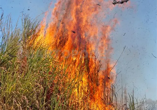 Chiapas reporta mil 160 incendios en lo que va del a&ntilde;o
