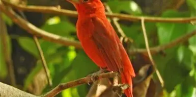 Tapachula dentro del reto Naturalista Urbano