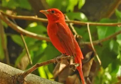 Tapachula dentro del reto Naturalista Urbano