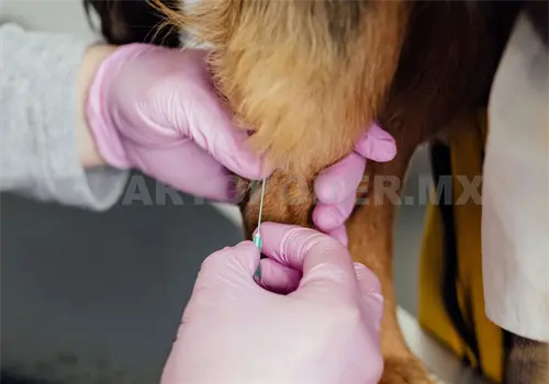 Habr&aacute; jornada masiva para vacunar mascotas