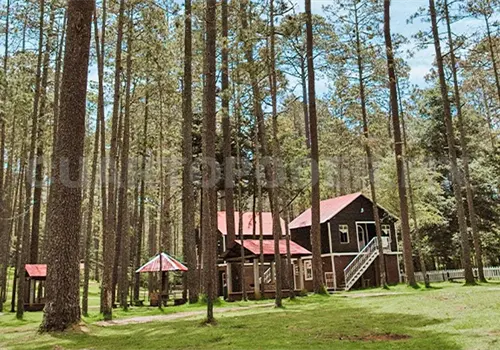 Se ha perdido 43 % de bosques en los &uacute;ltimos 50 a&ntilde;os