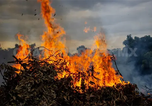 Casi 12 mil hect&aacute;reas quemadas en Chiapas