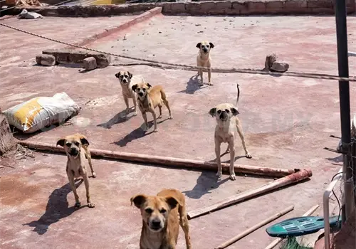 Exhortan a no pasear a perros en asfalto caliente