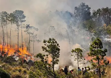 Batalla frontal contra incendios en la entidad