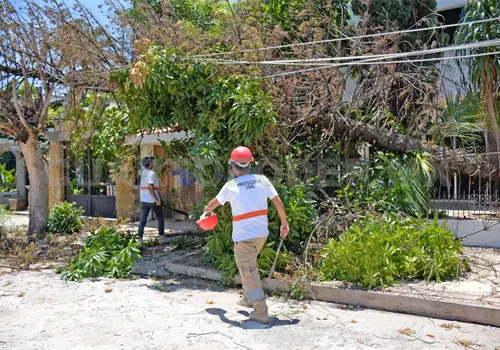 Derribo de &aacute;rboles no es por gusto: secretario