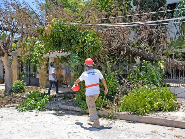 Derribo de &aacute;rboles no es por gusto: secretario
