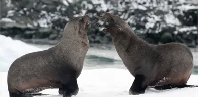 El sobreviviente del hielo: el incre&iacute;ble lobo marino ant&aacute;rtico