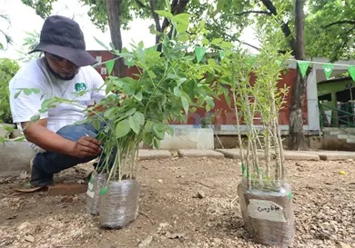Prepara Conafor donaci&oacute;n de &aacute;rboles