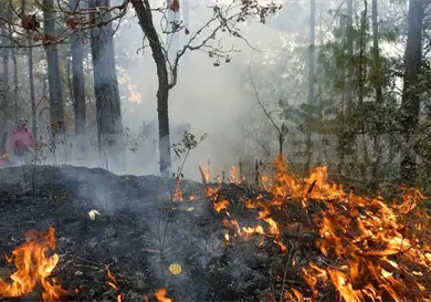Acumula la entidad 144 incendios forestales