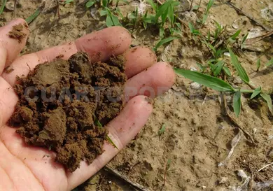 Invertir&aacute;n 140 mdp para dar agua al campo
