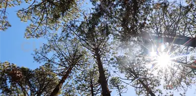 Chiapas ha perdido la mitad de sus bosques