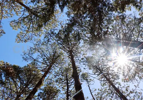Chiapas ha perdido la mitad de sus bosques