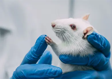 Por hantavirus emiten aviso epidemiol&oacute;gico