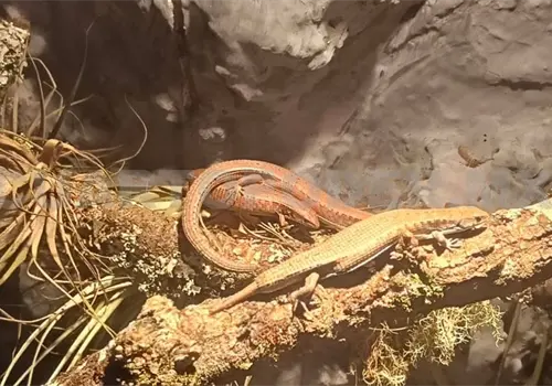 Nacen seis dragoncitos de labios rojos