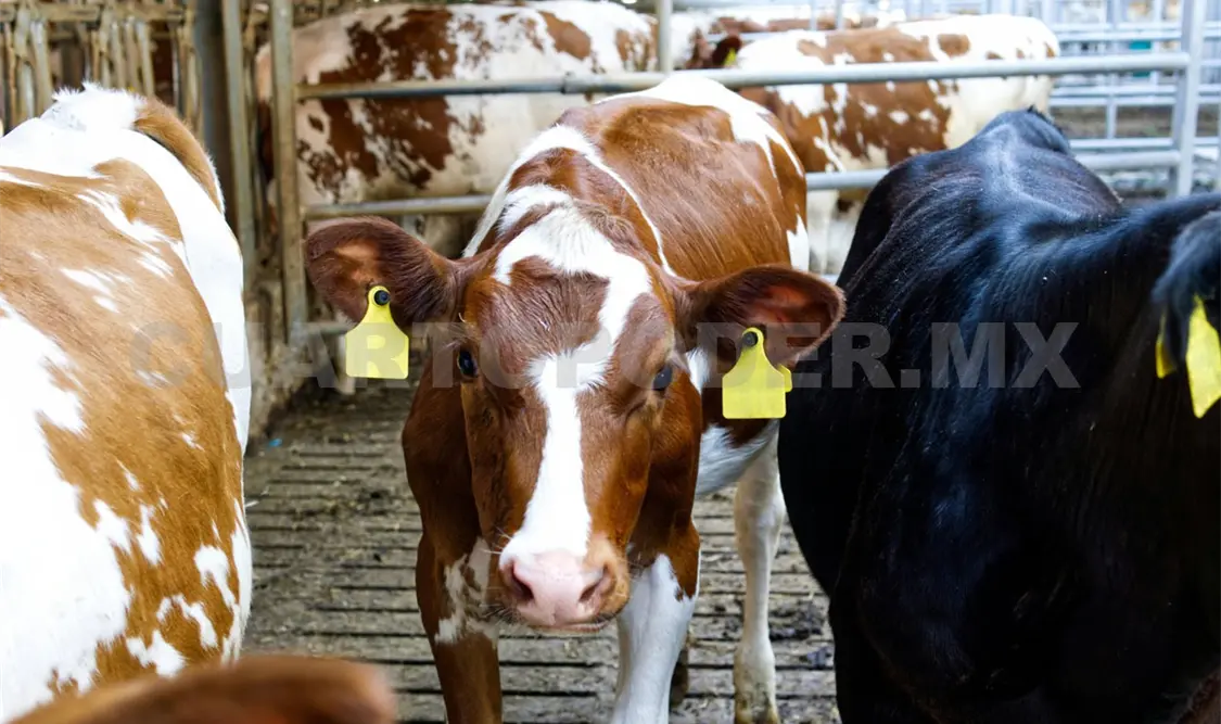 Cientos de animales se infectaron después de que se confirmó el primero caso en el ganado local. Diego Pérez / CP