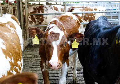 En junio se dispersar&aacute;n 200 millones de moscas