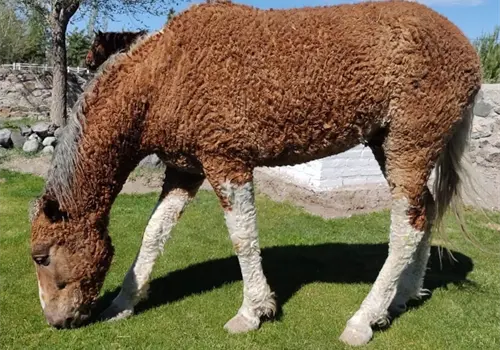 Conoce a los caballos de pelaje rizado