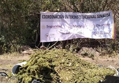 Incineran marihuana en plant&iacute;o de Lago Walamito