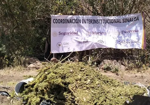Incineran marihuana en plant&iacute;o de Lago Walamito