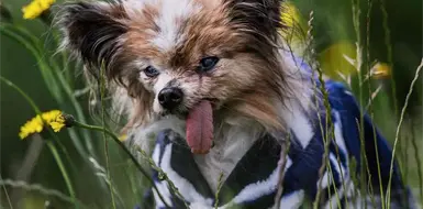 Muere el perro considerado como el m&aacute;s viejo del mundo