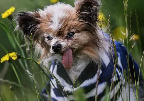 Muere el perro considerado como el más viejo del mundo Muere el perro considerado como el más viejo del mundo