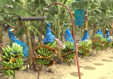 Vigilan con drones pl&aacute;tano chiapaneco